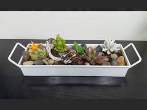 Succulent Tray