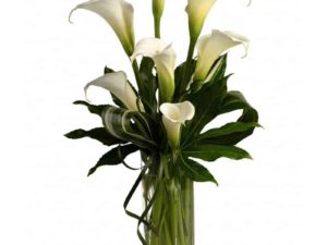 Calla Tribute