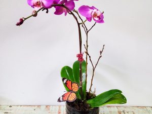 Spring Orchid